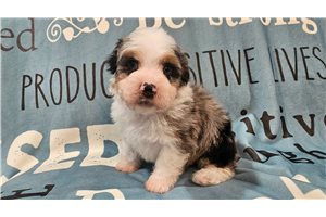 Dustin - Aussiedoodle for sale