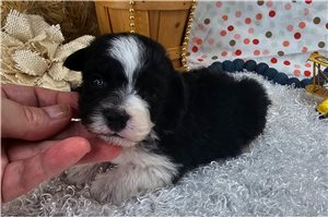 Ollie - puppy for sale