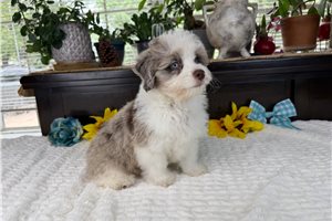 Drax - Aussiedoodle for sale