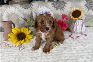 Mylie - Cavapoo for sale
