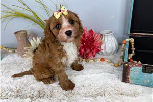 Mallary - Cavapoo for sale