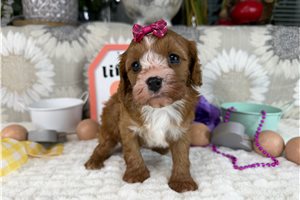 Mallary - Cavapoo for sale