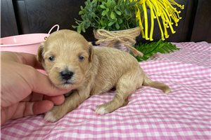 Minty - puppy for sale