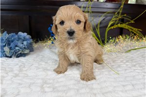 Munchkin - Havapoo for sale
