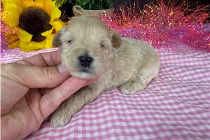 Mango - puppy for sale