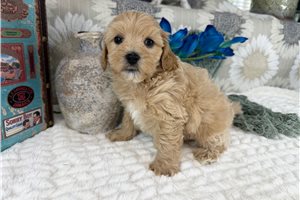 Munchkin - Havapoo for sale