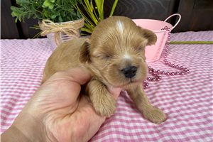 Caramel - Havapoo for sale