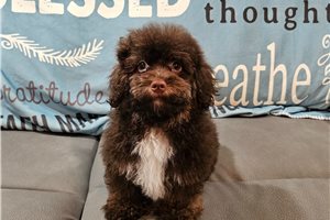 Beau - Havapoo for sale