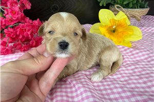 Melon - puppy for sale