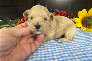 Meatball - Havapoo for sale