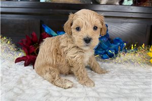 Meatball - Havapoo for sale