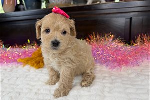 Masey - Havapoo for sale
