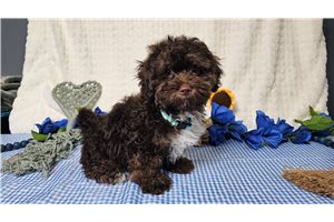 Beau - Havapoo for sale