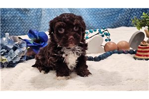 Bennett - puppy for sale