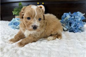 Clove - Havapoo for sale