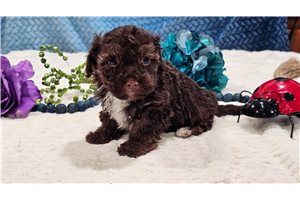 Beau - Havapoo for sale