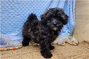 Clint - puppy for sale