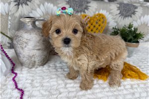 Minty - Havapoo for sale