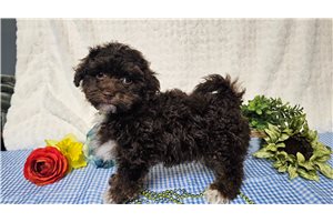 Benjamin - Havapoo for sale