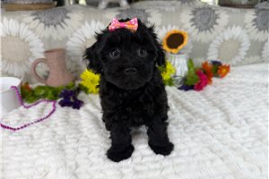 Cinnamon - Havapoo for sale