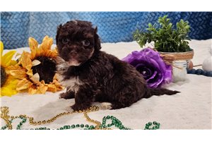 Benjamin - Havapoo for sale