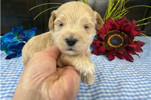 Munchkin - puppy for sale