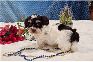 Brooks - Havapoo for sale