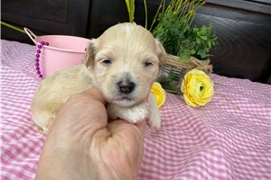 Masey - Havapoo for sale