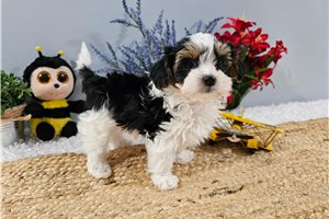 Hammond - puppy for sale
