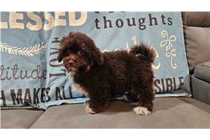 Bennett - Havapoo for sale