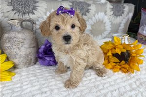 Masey - Havapoo for sale