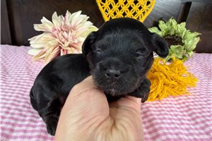Cinnamon - Havapoo for sale