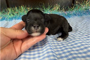 Cheeto - Havapoo for sale