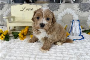 Clove - Havapoo for sale