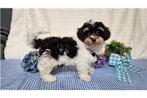 Brooks - Havapoo for sale