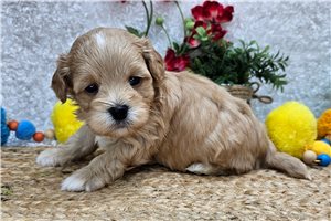 Clement - puppy for sale