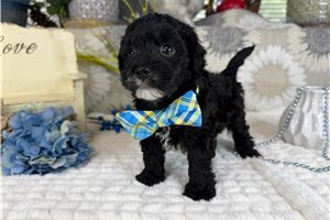 Cheeto - Havapoo for sale