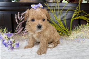 Minty - Havapoo for sale