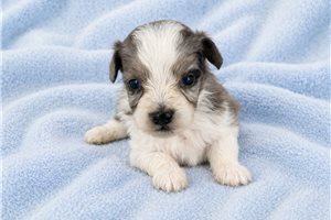 Blake - Aussiedoodle for sale