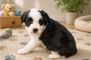 Benji - Aussiedoodle for sale