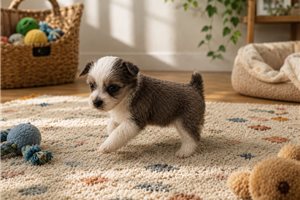 Blake - Aussiedoodle for sale