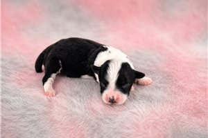 Bella - puppy for sale