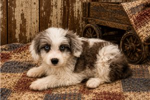 Benny - Aussiedoodle for sale