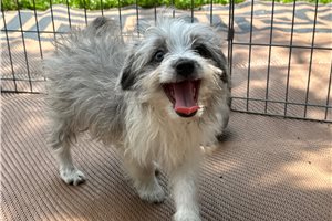 Blake - Aussiedoodle for sale