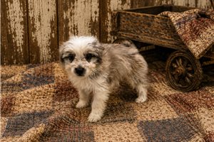 Blake - Aussiedoodle for sale