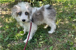 Benny - Aussiedoodle for sale