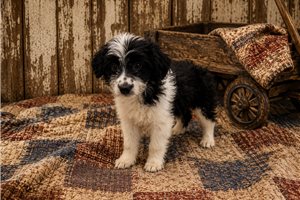 Bella - Aussiedoodle for sale