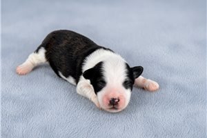 Benji - Aussiedoodle for sale