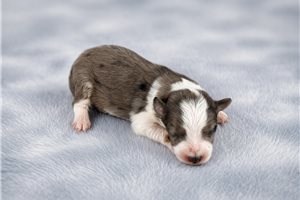 Blake - Aussiedoodle for sale