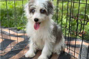 Benny - Aussiedoodle for sale